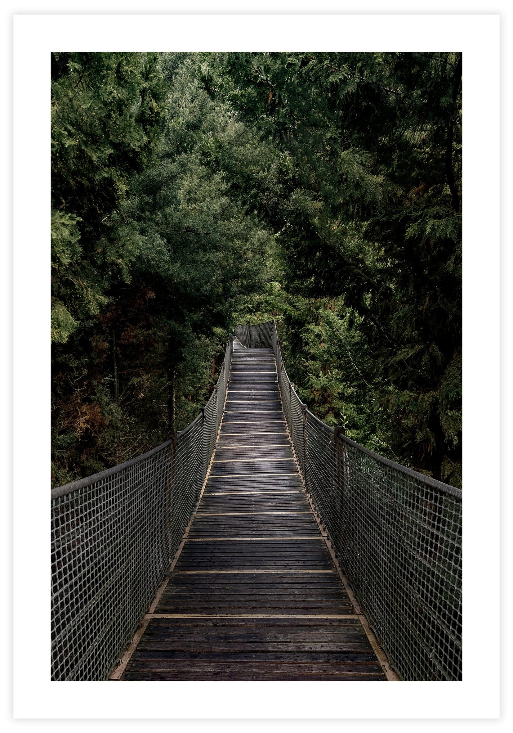 Hanging Forest Bridge Poster