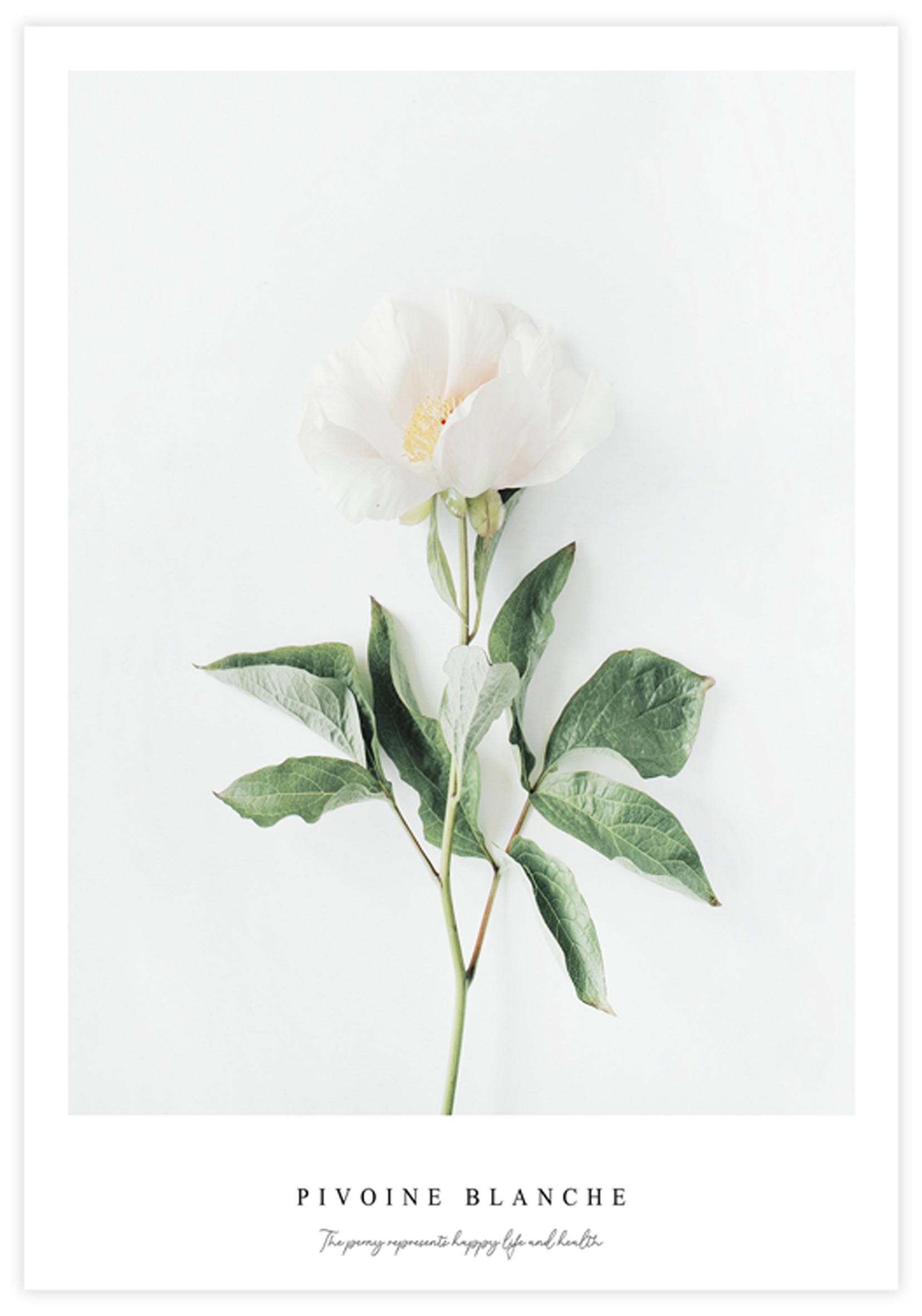 White Peony Poster - KAMAN